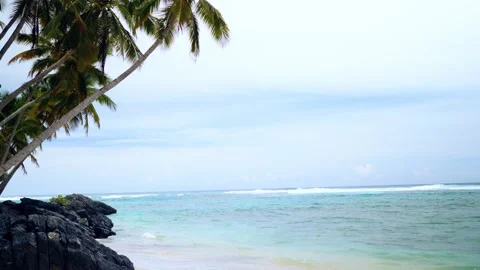 Palm trees an black rocks in front of the carribean sea Stock Footage 230134467