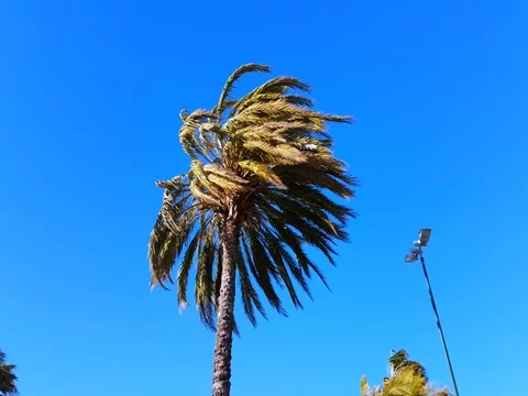Palm Trees Blow in Strong Wind Stock Footage 73222421