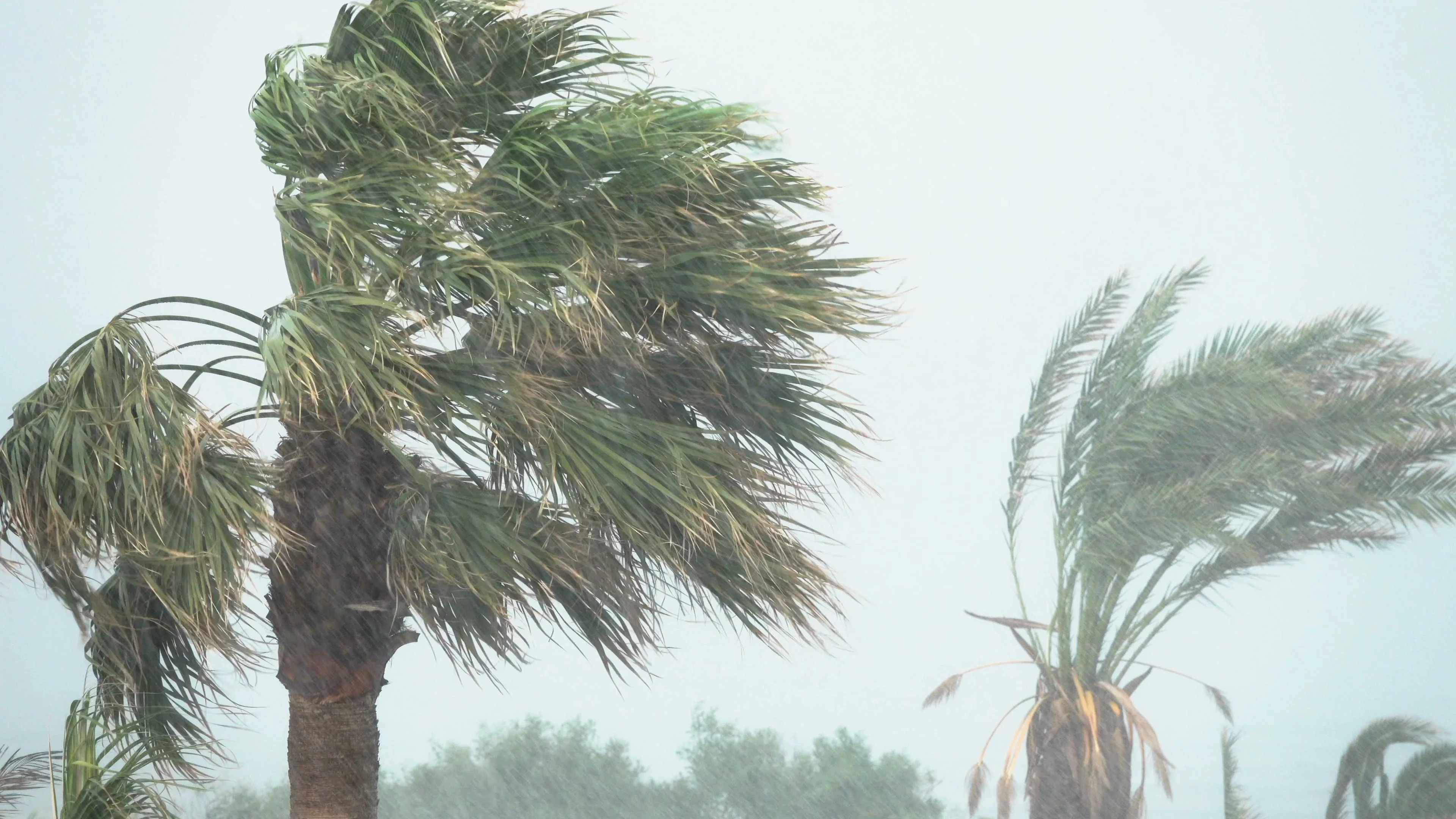 windy palm trees