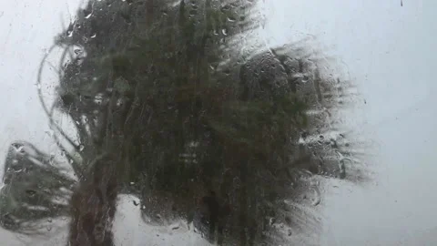Palm Trees Blow in Strong Wind of Tropical Storm. Hurricane Rains . Cyclone. Stock Footage