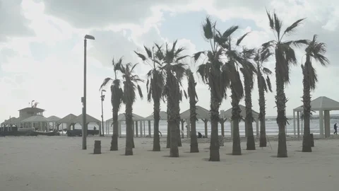 Palm trees blow in the wind on the beach during winter Stock Footage 100706390