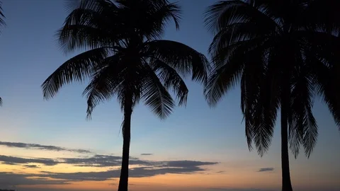 Palm trees blow in the wind on a beach at dusk Stock Footage 105872377
