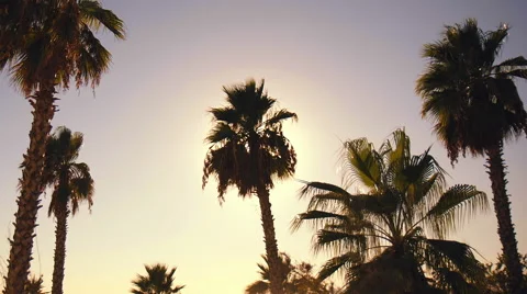 Palm trees blowing against the wind in sunset sky background Stock Footage 67204736