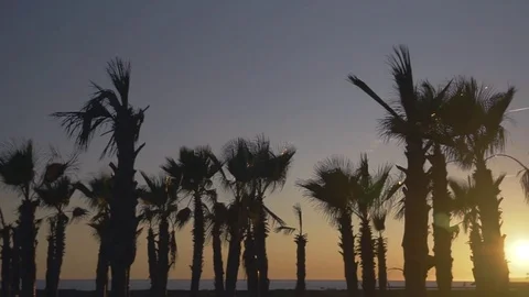 Palm trees blowing against the wind in sunset sky background Stock Footage 83322941