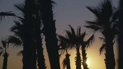 Palm trees blowing against the wind in sunset sky background Stock Footage 84234202