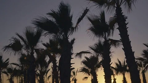Palm trees blowing against the wind in sunset sky background Stock Footage 84234547