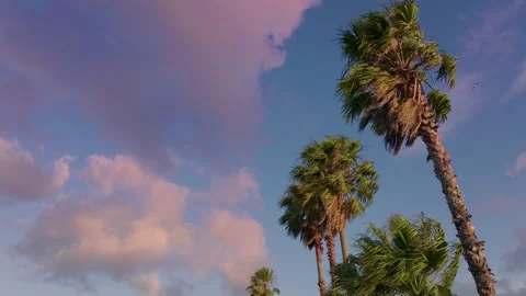 Palm trees blowing in the breeze Stock-Footage 168865212