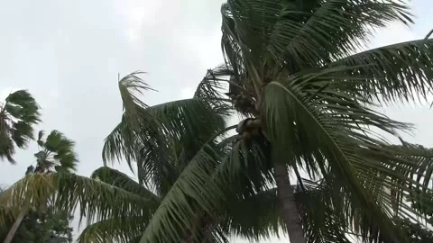 Palm Trees Blowing on a cloudy day Stock Footage 142970398
