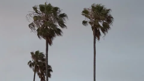 Palm Trees Blowing in Coastal Wind in Southern California Stock Footage 345100697