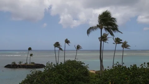 Palm Trees Blowing Stock Footage 104810961