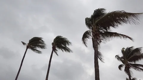 Palm Trees Blowing Stock Footage 122004075