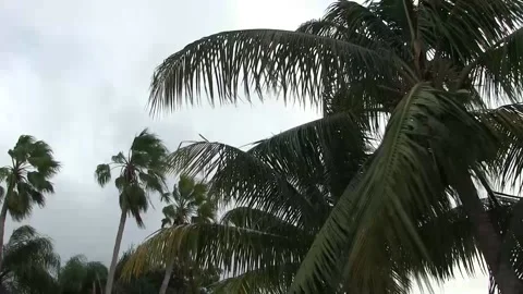 Palm Trees Blowing` Stock Footage 142971203