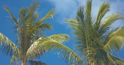 Palm Trees Blowing Gently in 4k Slow Motion Stock Footage 104434706