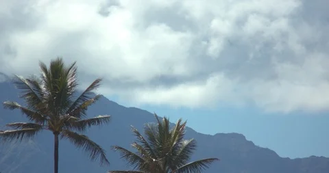 Palm Trees Blowing Gently in the Wind Stock Footage 104373468
