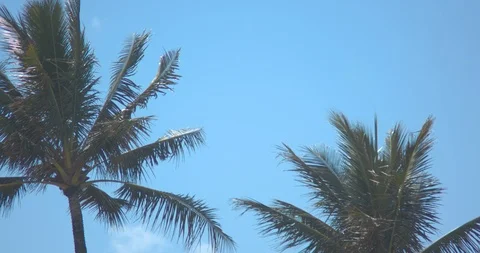 Palm Trees Blowing Gently in the Wind Stock Footage 104398028