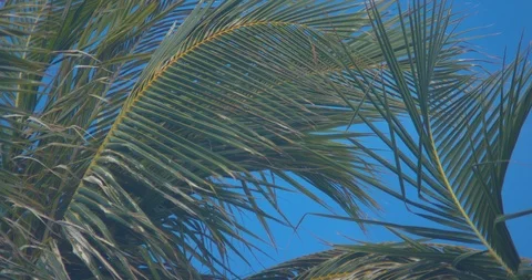 Palm Trees Blowing Gently in the Wind Stock Footage 104436013