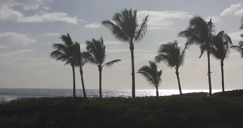 Palm Trees Blowing Gently in the Wind During the Evening on the Hawaiian Coast Stock Footage 104436684