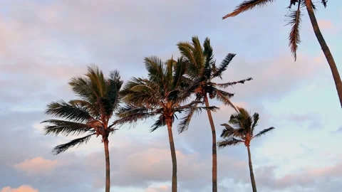 Palm trees blowing gently in the wind at sunset golden hour Stock Footage 202316266