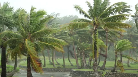 Palm trees blowing in a Hurricane Stock Footage 50302153