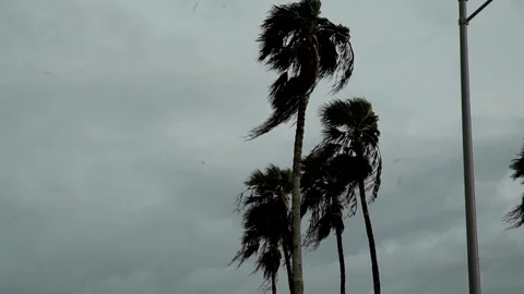 Palm Trees Blowing in the Hurricane Sky co Stock Footage 124376859