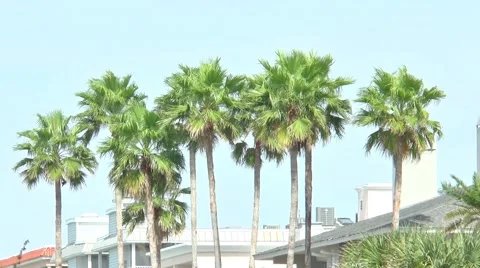 Palm Trees blowing in mild wind, with houses in background on Indian Rocks Video stock 56224808