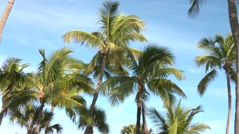 Palm trees blowing in the ocean breeze Stock Footage 143017797