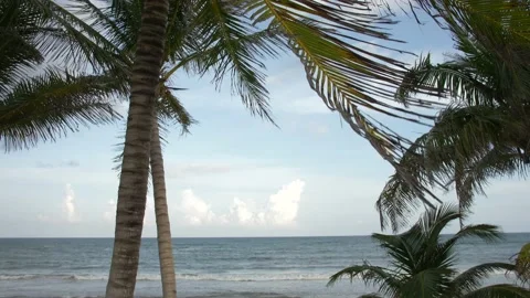 Palm trees blowing at a private Tulum beach club Stock Footage 190572982