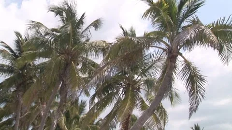 Palm Trees Blowing on Sandy Beach with Volley Ball Court and People Stock Footage 5327546