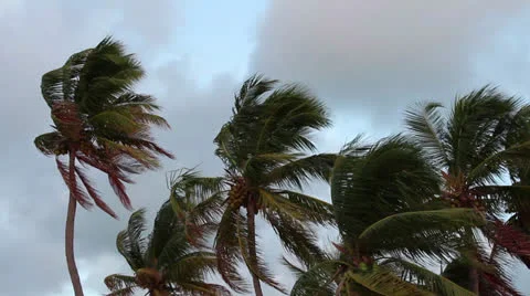 Palm trees blowing in storm Stock Footage 25395910