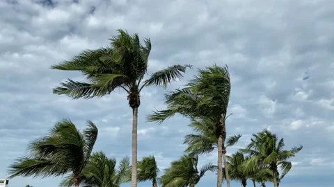 Palm Trees Blowing in Strong Wind Stock Footage 229285617