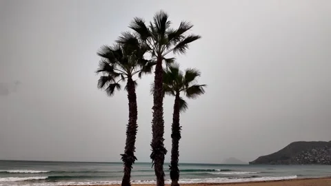 Palm trees blowing in strong wind on beach, Calpe, Spain Stock Footage 342317827