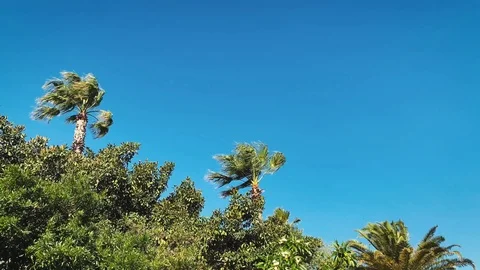 Palm Trees Blowing in the Wind, Against a Blue Sky (Cape Town, South Africa) Stock Footage