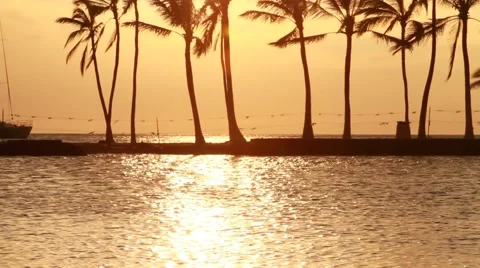 Palm Tree's blowing in the wind along A-Bay in Hawaii Stock-Footage 42043518