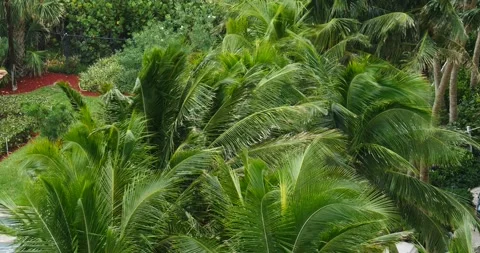 Palm trees blowing in the wind back and forth close to each other close-up Stock Footage 213131652