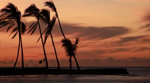 Palm Tree's blowing in the wind, A-Bay in Hawaii Video stock 42044609