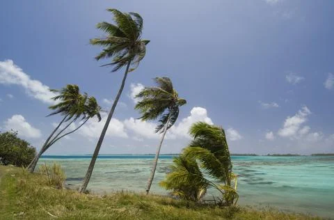 Palm trees blowing in wind on the beach, Bora Bora, French Polynesia Stock Photos