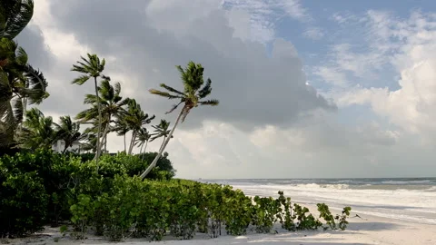 Palm trees blowing in the wind. The beautiful white beach and ocean. The sky Stock Footage 251580159