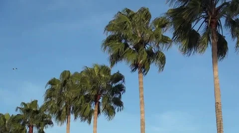 Palm Trees Blowing in the Wind Birds Flying Stock Footage 46010636
