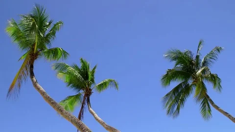 PALM TREES BLOWING WIND BORACAY ISLAND PHILIPPINES Stock Footage 76662255