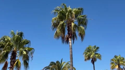 Palm Trees blowing in the wind in Cape Town Видео 333121065