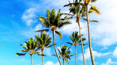 Palm Trees blowing in the wind clouds moving Hawaii Kauai Stock Footage 58063214