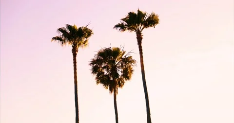 Palm trees blowing in the wind with different sunset colors Stock Footage 146161188