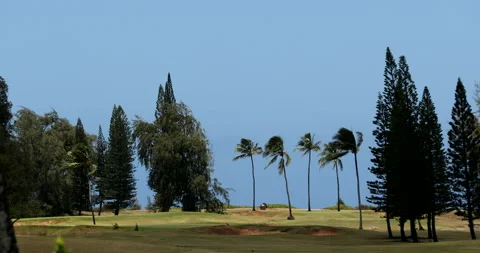 Palm trees blowing in the wind off in the distance on a golf course in Hawaii. Stock Footage 171524864