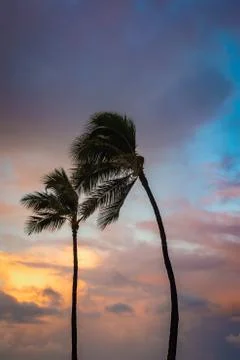 Palm Trees Blowing in the Wind With Dramatic Clouds in the Background Hawaii Stock Photos
