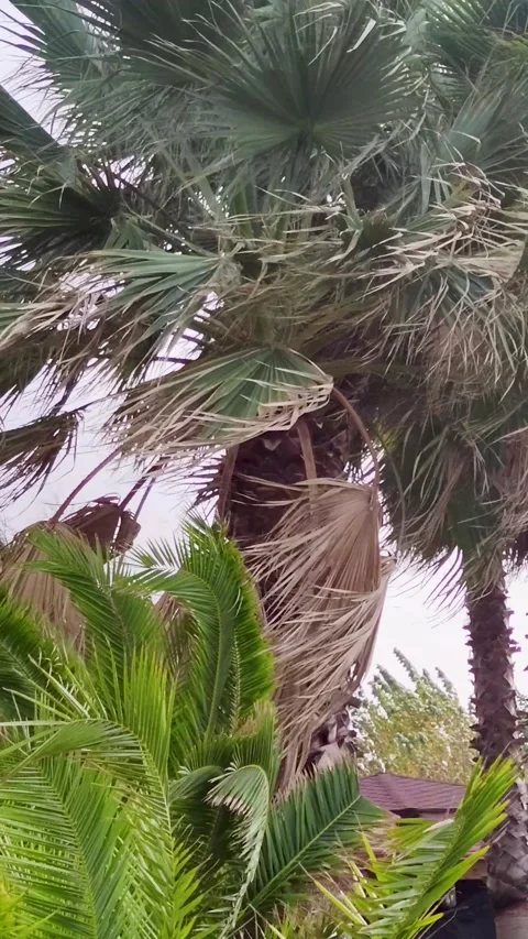 Palm Trees Blowing in the Wind During a Hurricane.  Stock Footage 221644948