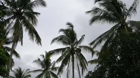 Palm trees blowing in the wind during monsoon season at Malaysia. Stock Footage 230618668