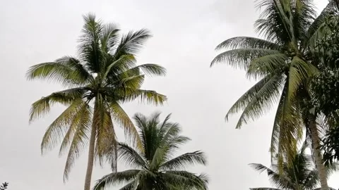 Palm trees blowing in the wind during monsoon season at Malaysia. Stock Footage 230619484
