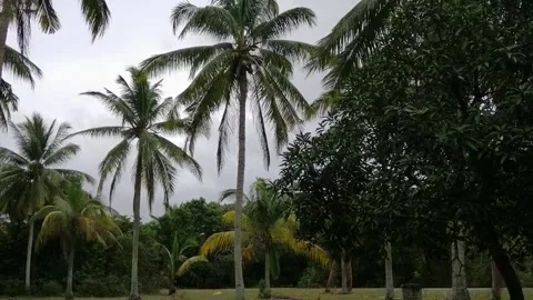 Palm trees blowing in the wind during monsoon season at Malaysia. Stock Footage 230621580