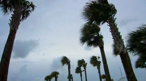 Palm Trees blowing in the wind 库存影片 8832436