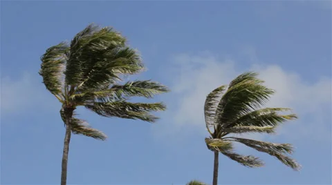 Palm Trees Blowing in the Wind Stock Footage 27771709